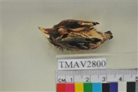 藏品(家燕)的圖片